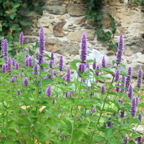 Agastache foeniculum - Anis-Duftnessel - Agastache