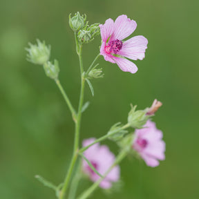 Verkauf Falscher Hanf-Eibisch Hanfblatt-Eibisch - Althaea cannabina