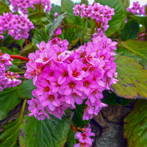 Bergenie purpur - Bergenia purpurascens - Willemse