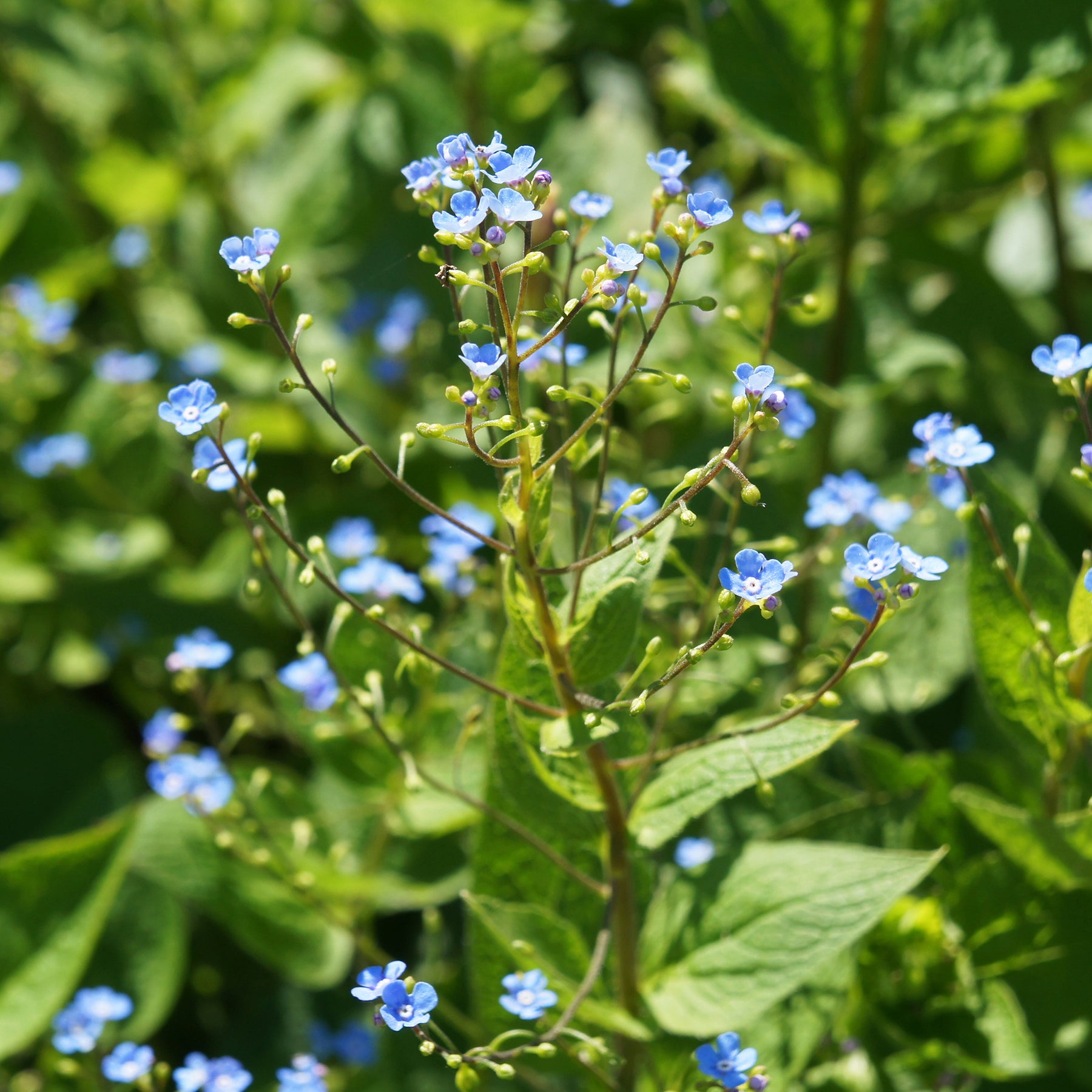 Sibirisches Vergissmeinnicht - Brunnera sibirica - Willemse