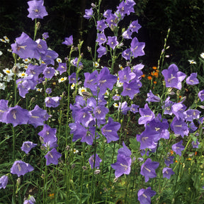 Campanula persicifolia - Pfirsichblättrige Glockenblume - Glockenblumen