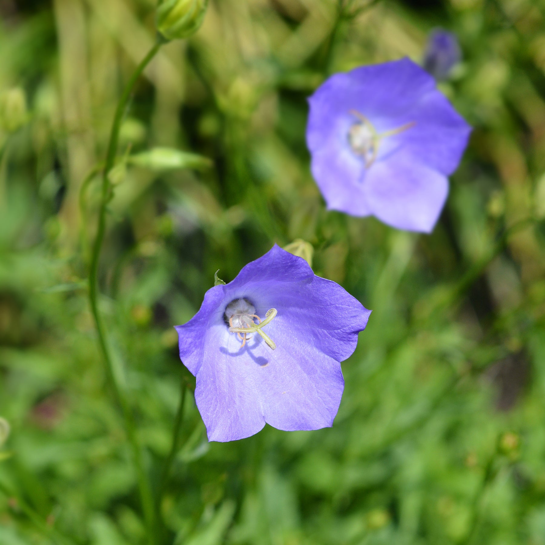 Pfirsichblättrige Glockenblume - Willemse