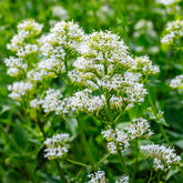 Weiße Spornblume - Centranthus ruber albus - Willemse