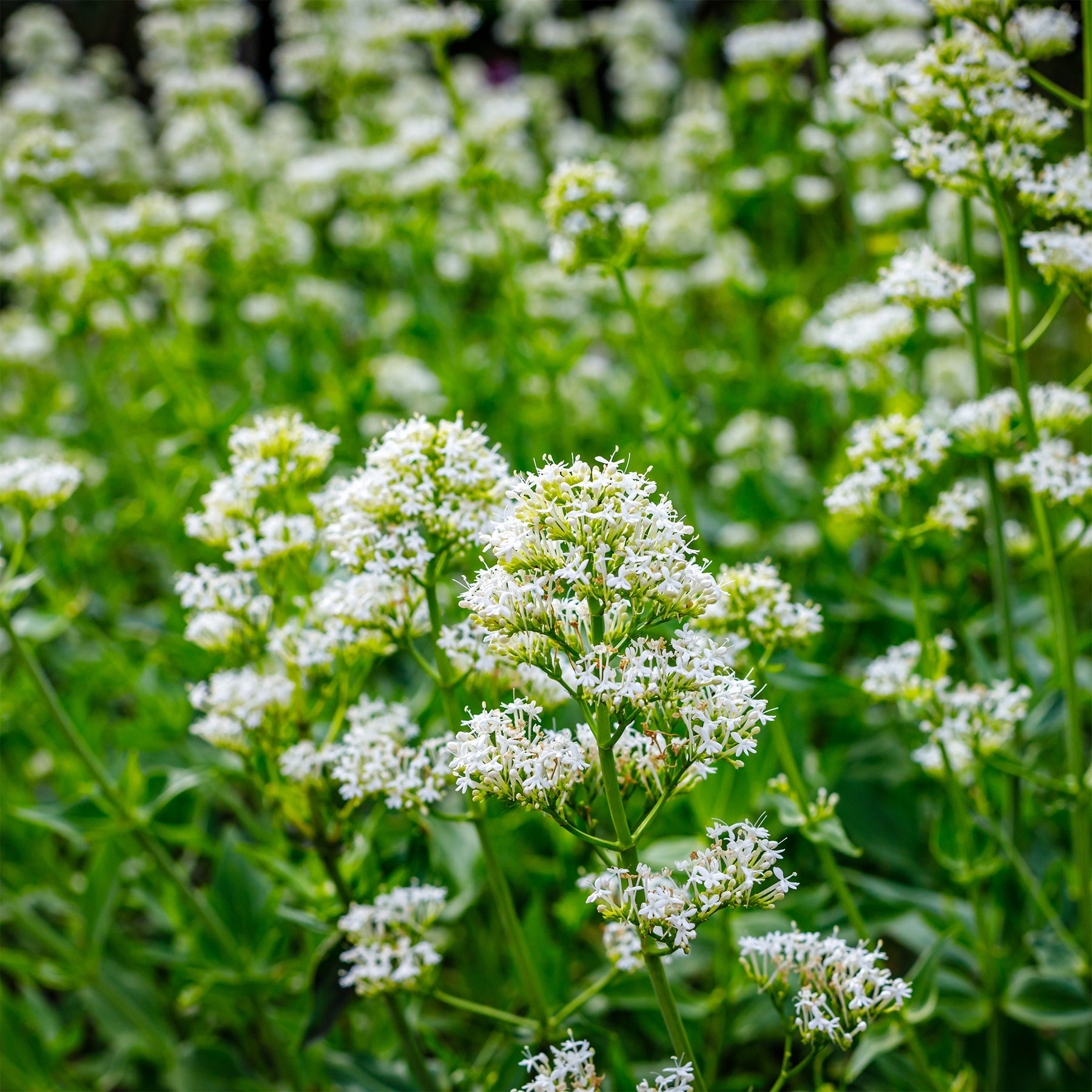 Weiße Spornblume - Willemse