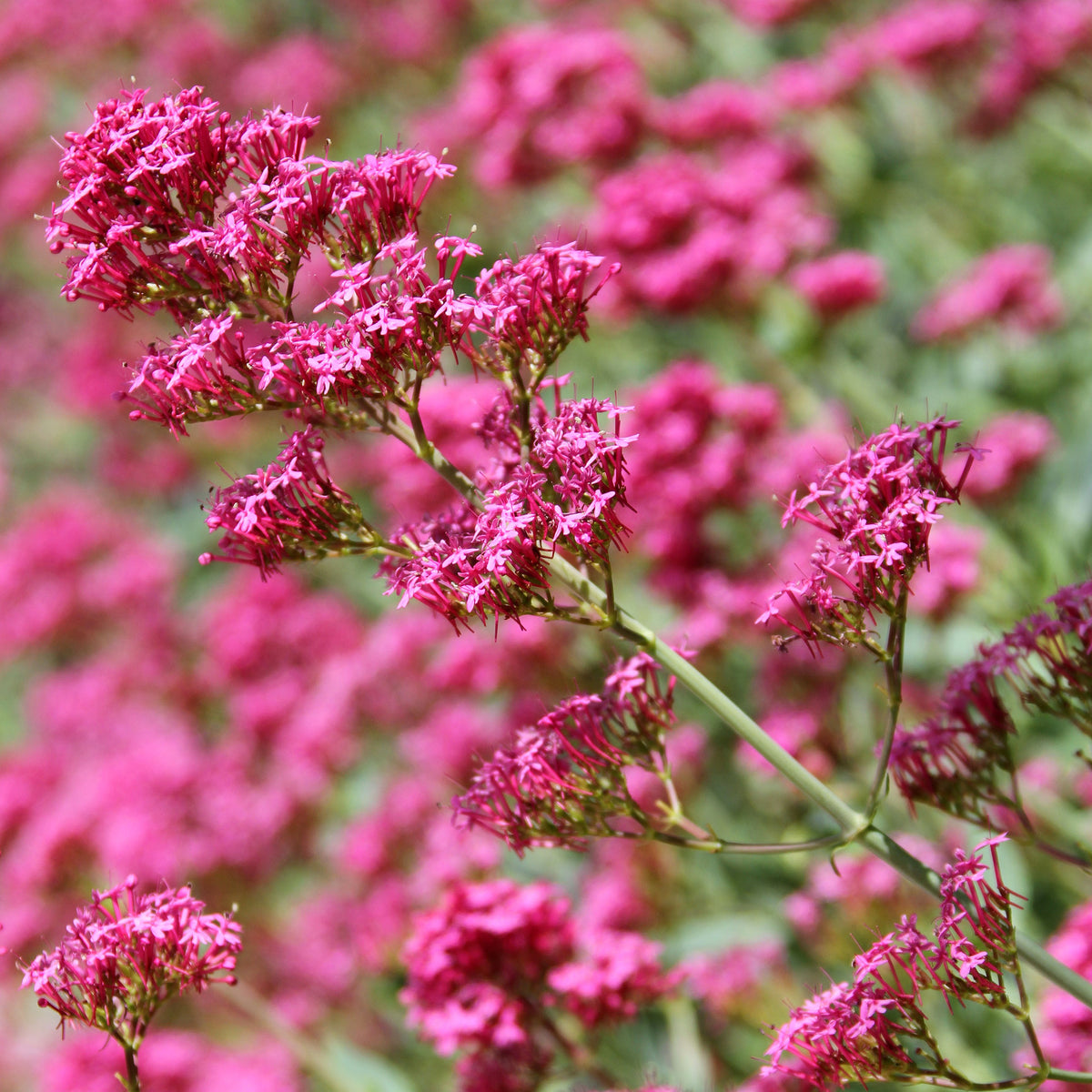 Rotblühende Spornblume 'Coccineus' - Centranthus ruber coccineus - Willemse