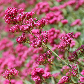 Rote Spornblume