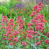 Centranthus ruber coccineus - Rotblühende Spornblume 'Coccineus' - Stauden