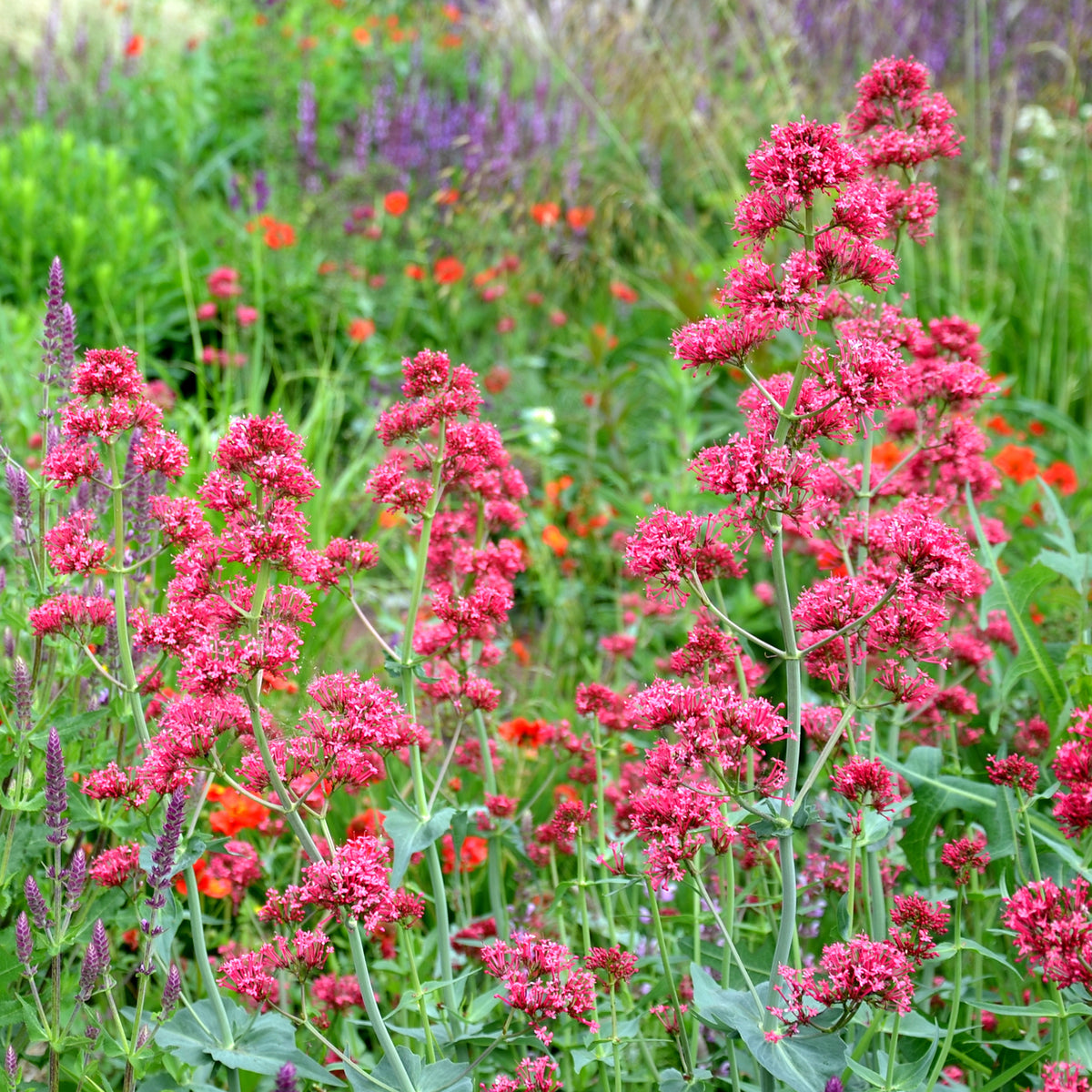 Rote Spornblume