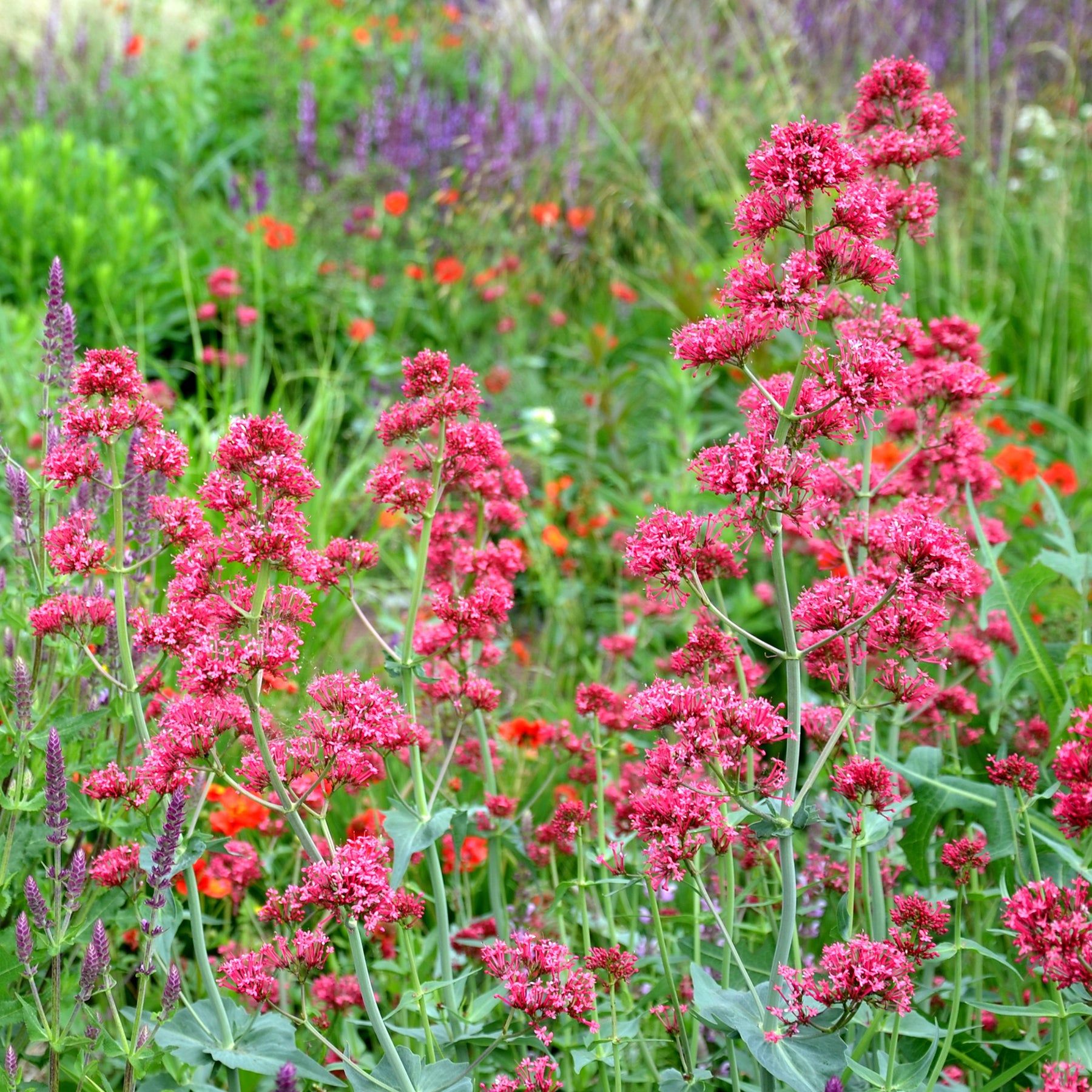 Rote Spornblume