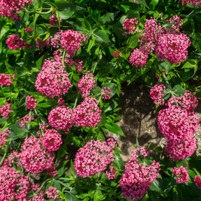 Rote Spornblume