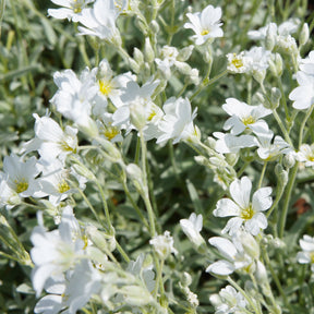 Stauden - Biebersteins Hornkraut - Cerastium biebersteinii