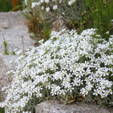 Filziges Hornkraut Yo Yo - Cerastium tomentosum yo yo - Willemse