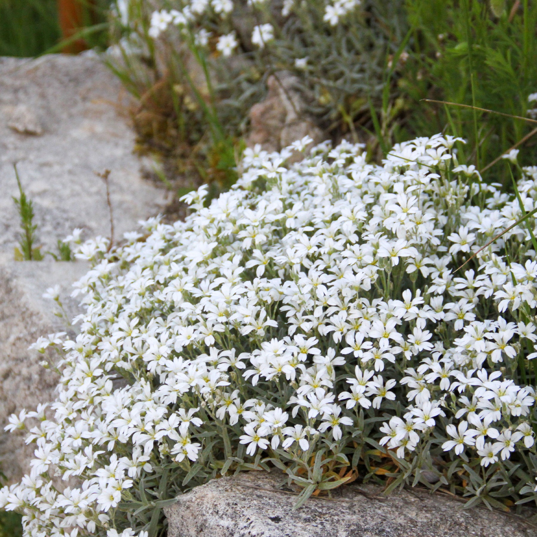 Filziges Hornkraut Yo Yo - Cerastium tomentosum yo yo - Willemse
