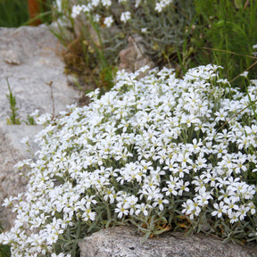 Filziges Hornkraut Yo Yo - Cerastium tomentosum yo yo - Willemse