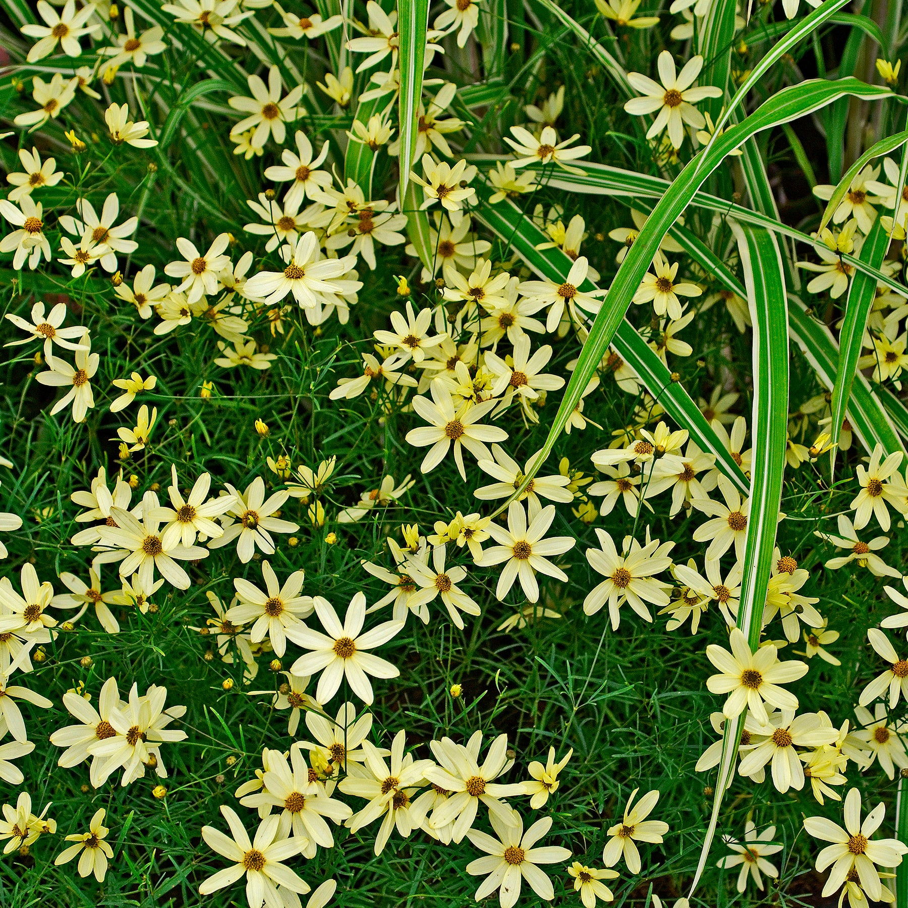 Coreopsis verticillata Moonbeam - Netzblatt Schönauge Moonbeam - Mädchenauge