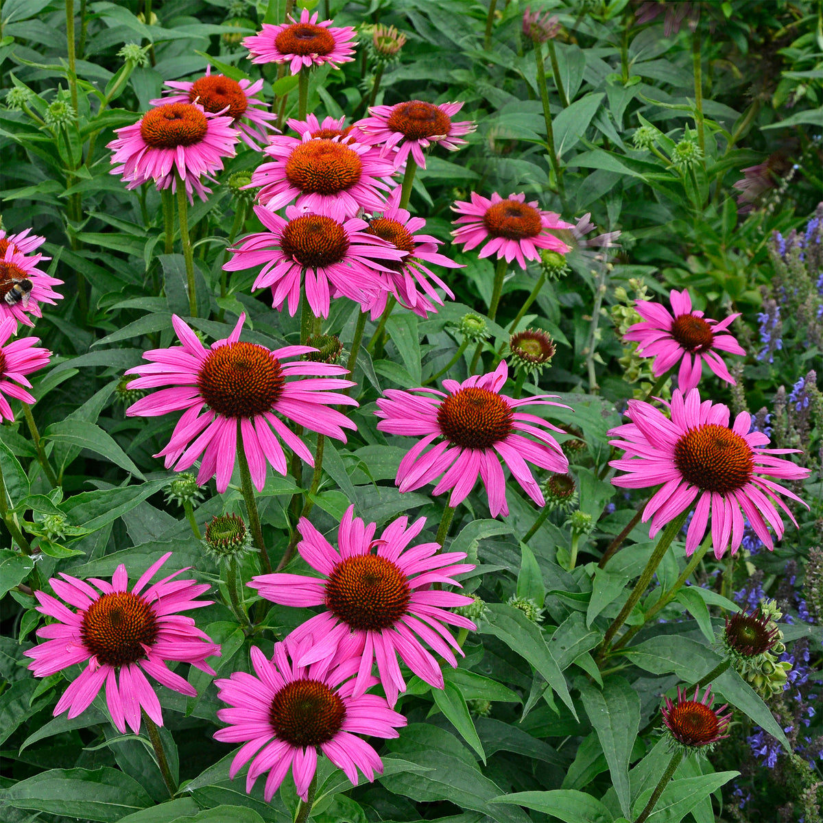 Rudbeckia Fatal Attraction Purpur-Echinacea - Willemse