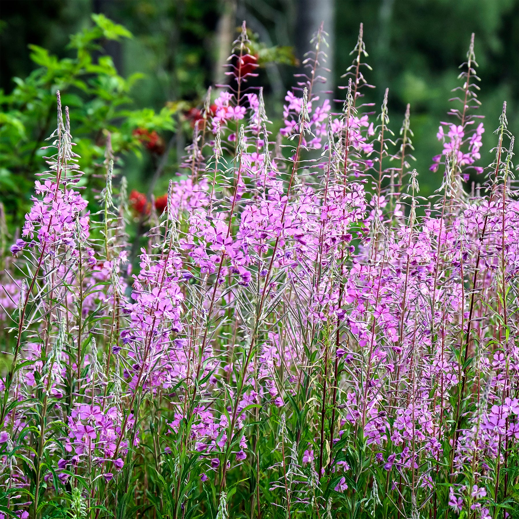 Epilobium angustifolium - Schmalblättriges Weidenröschen - Stauden