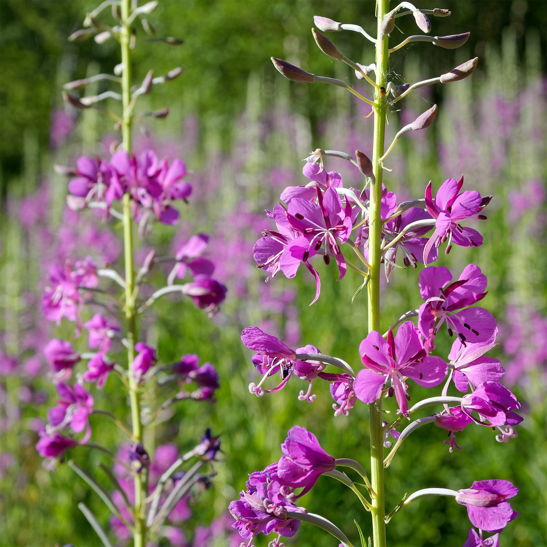 Schmalblättriges Weidenröschen - Epilobium angustifolium - Willemse