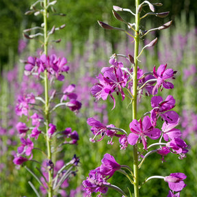 Schmalblättriges Weidenröschen - Epilobium angustifolium - Willemse