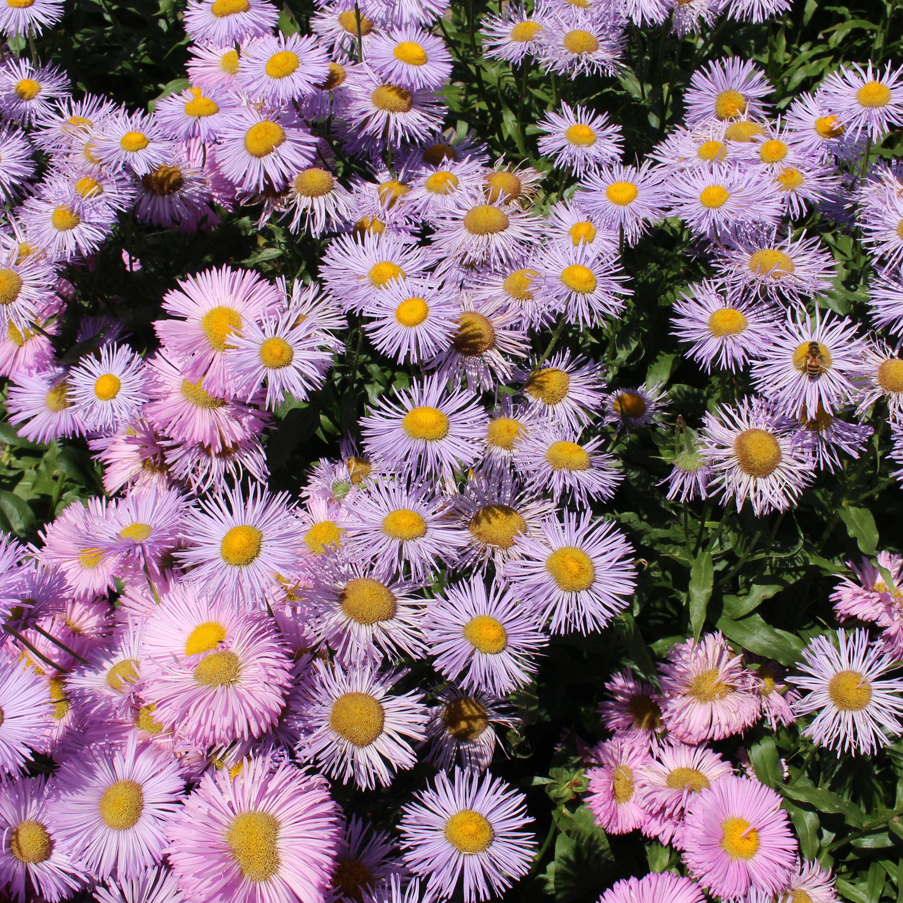 Spanisches Gänseblümchen ‘Rosa Jewel’ - Erigeron speciosus Rosa Jewel - Willemse