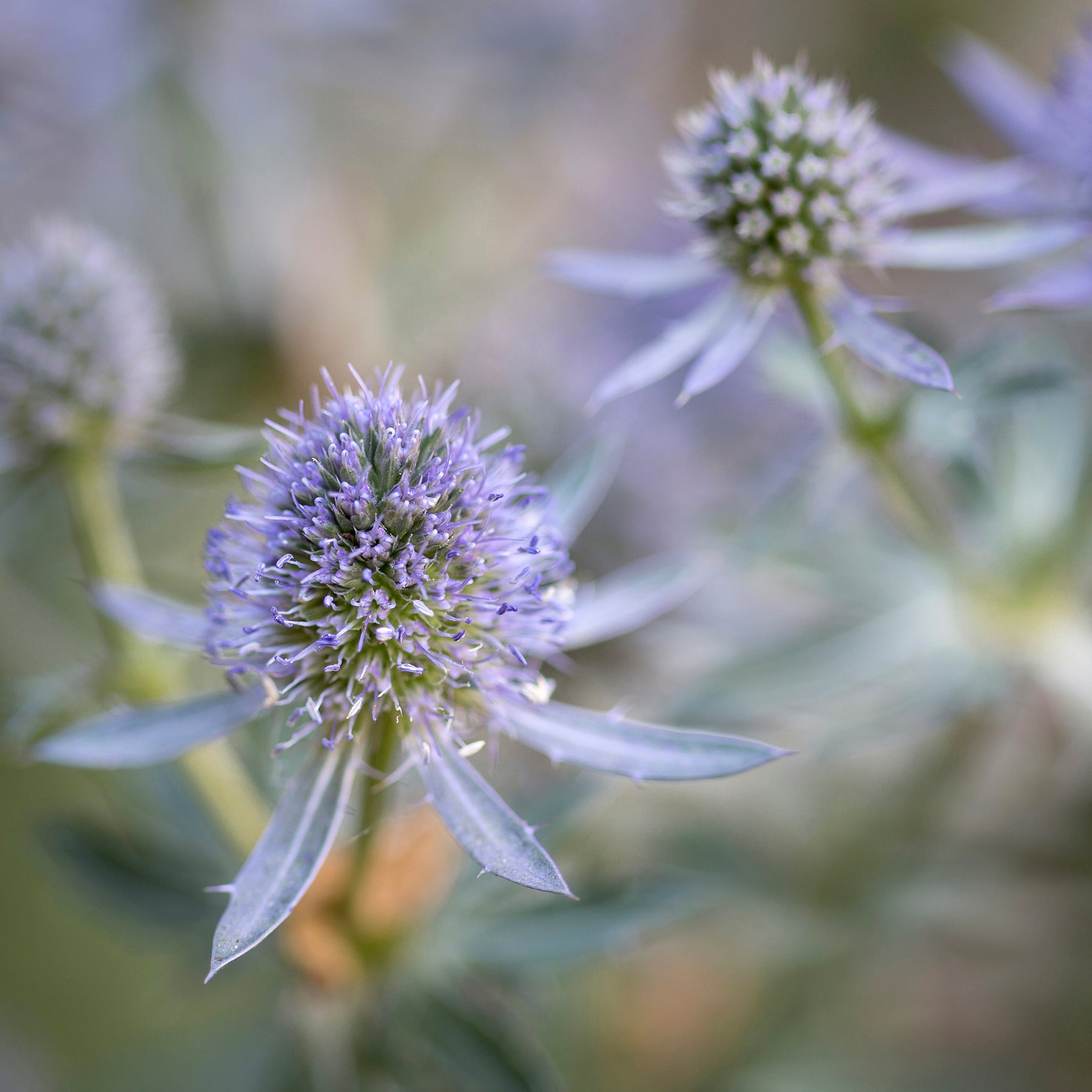Mannstreu 'Blauer Zwerg' - Eryngium planum Blauer Zwerg - Willemse