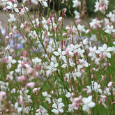 Prachtkerze Summer Breeze - Willemse