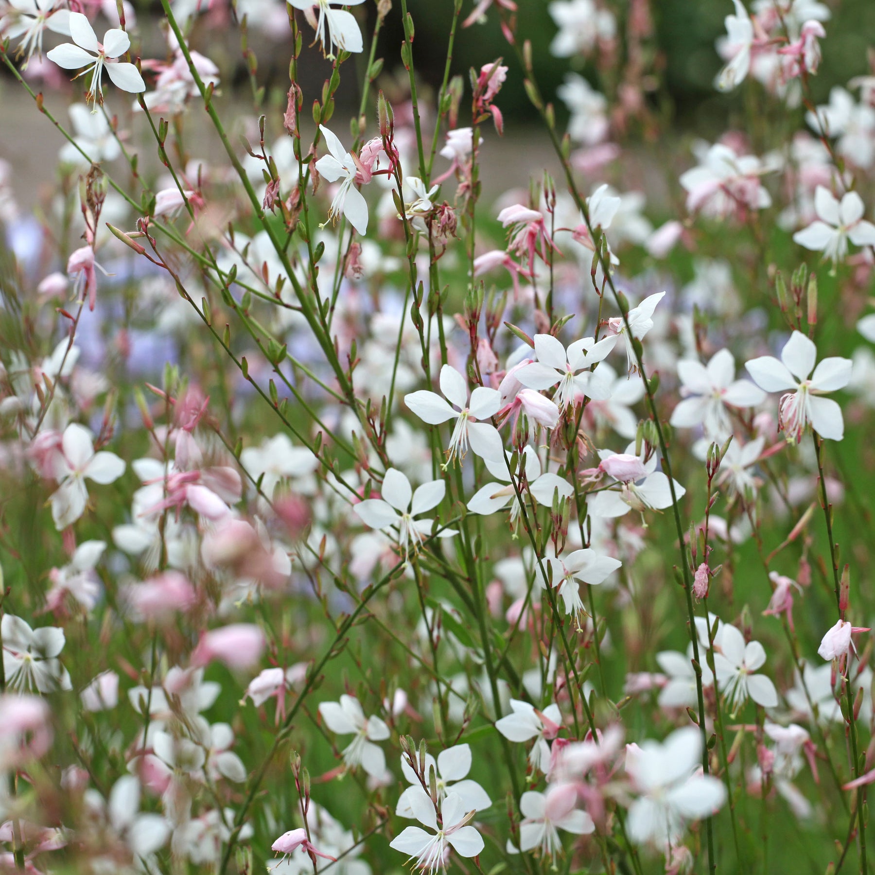 Prachtkerze Summer Breeze - Willemse