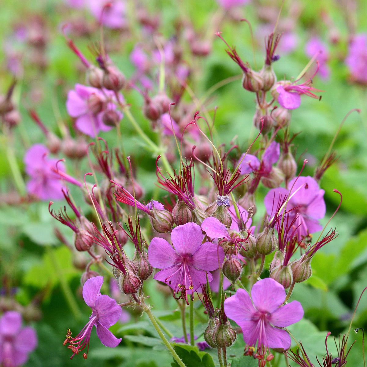 Balkan-Storchschnabel - Geranium macrorrhizum - Willemse