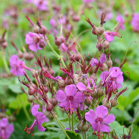 Balkan-Storchschnabel - Geranium macrorrhizum - Willemse