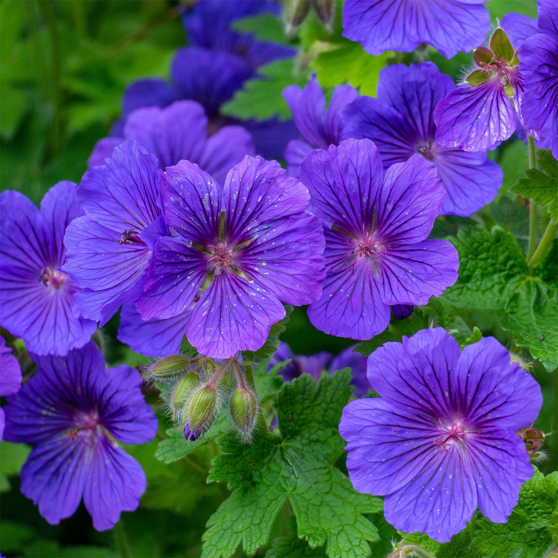 Storchschnabel ‘Rosemoor’ - Geranium x magnificum Rosemoor - Willemse