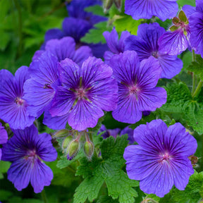 Storchschnabel ‘Rosemoor’ - Geranium x magnificum Rosemoor - Willemse