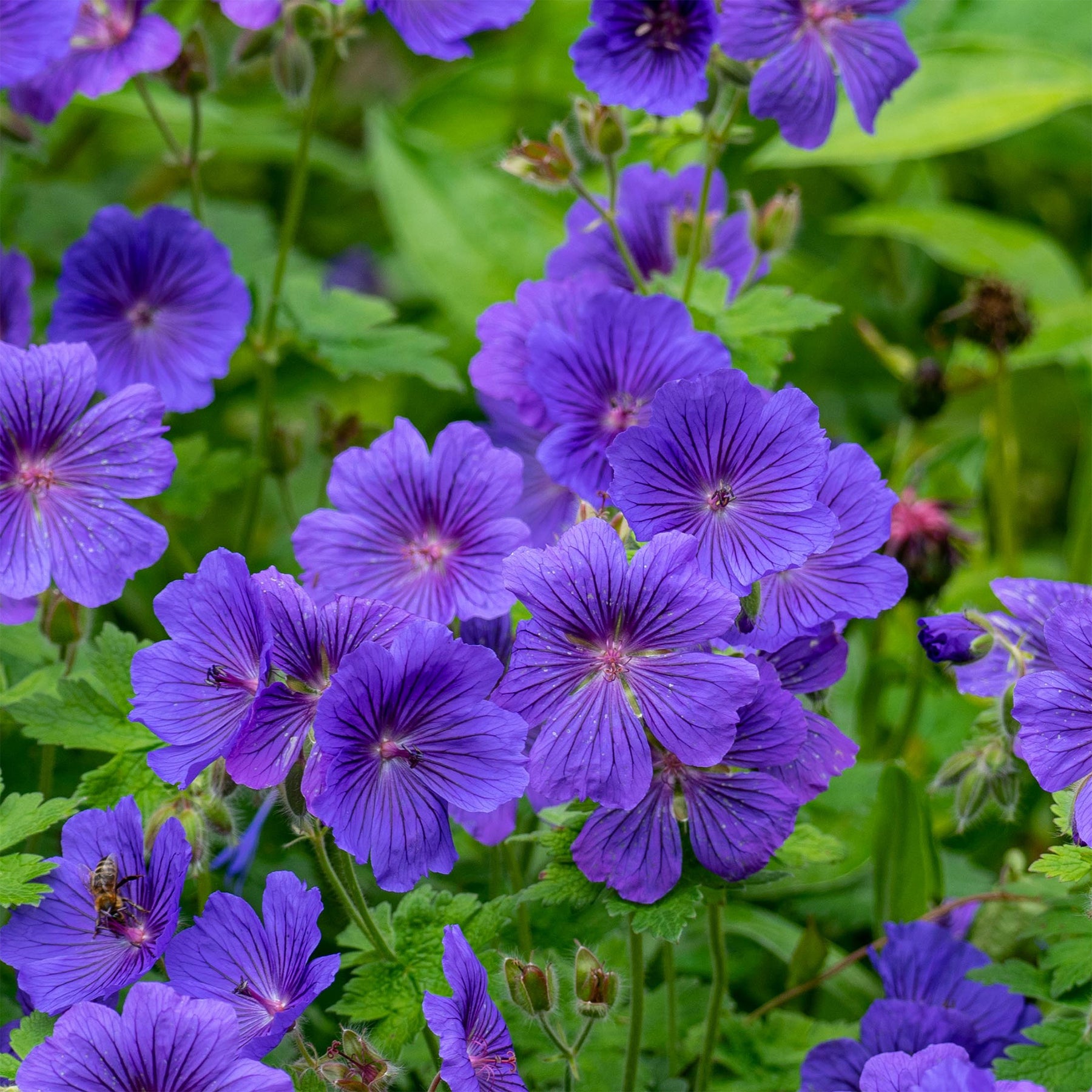 Storchschnabel ‘Rosemoor’ - Willemse