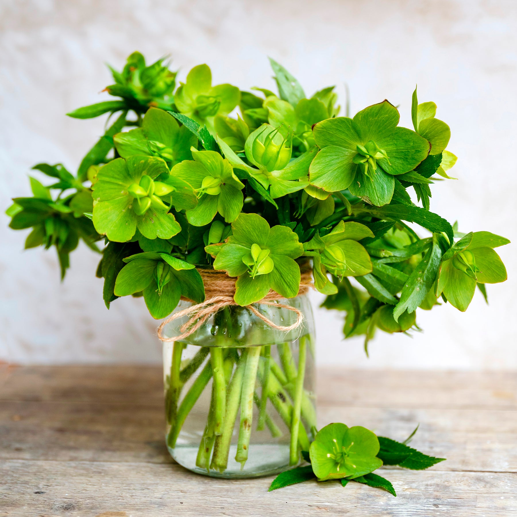 Korsische Nieswurz - Helleborus argutifolius - Willemse