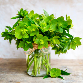 Korsische Nieswurz - Helleborus argutifolius - Willemse