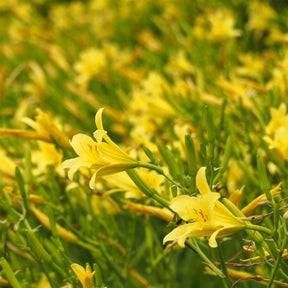 Hemerocallis citrina - Zitronen-Taglilie - Hemerocallis - Taglilie