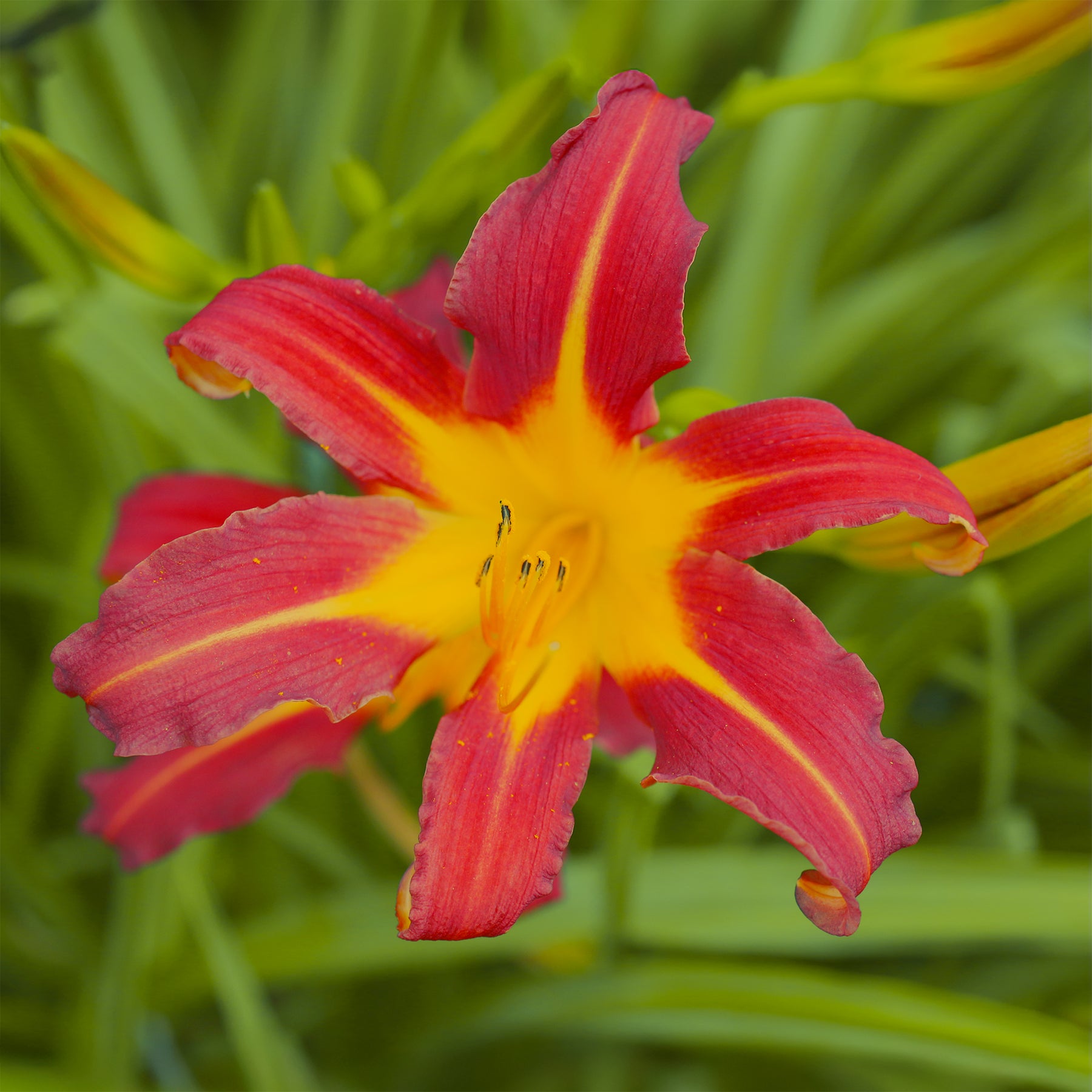 Hemerocallis Autumn Red Lilie eines Tages - Willemse