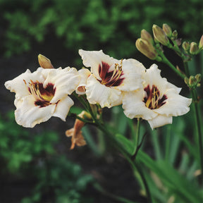 Taglilie ‘Snowy Eyes’ - Hemerocallis snowy eyes - Willemse