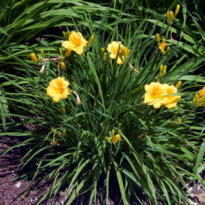 Hemerocallis - Taglilie - Taglilie ‘Stella de Oro’ - Hemerocallis Stella de Oro