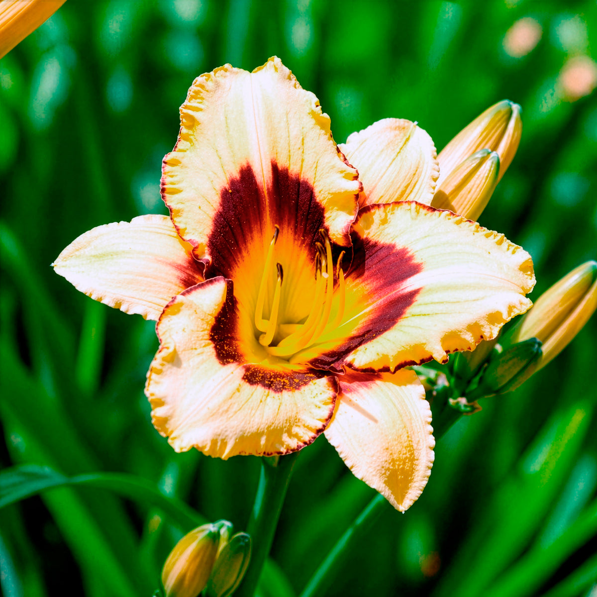 Taglilie 'Canadian Border Patrol' - Hemerocallis canadian border patrol - Willemse