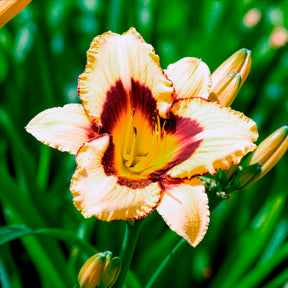 Taglilie 'Canadian Border Patrol' - Hemerocallis canadian border patrol - Willemse