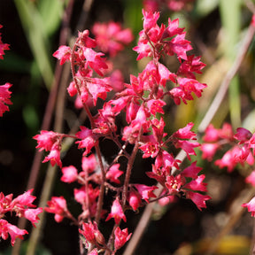 Purpurglöckchen ‘Pluie de Feu’ - Heuchera pluie de feu - Willemse