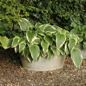 Hosta So Sweet Funkia - Hosta so sweet - Willemse