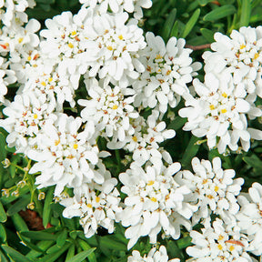 Immergrüne Schleifenblume Weißer Zwerg - Iberis sempervirens weisser zwerg - Willemse