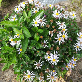 Schönaster Nana Blue - Willemse