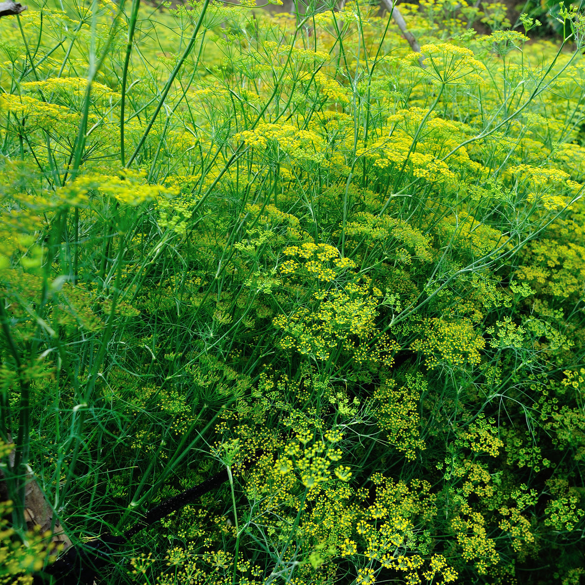 Verkauf Gewöhnlicher Fenchel - Foeniculum vulgare