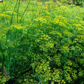 Verkauf Gewöhnlicher Fenchel - Foeniculum vulgare