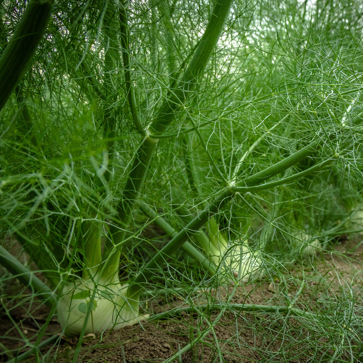 Gewürzkräuter - Gewöhnlicher Fenchel - Foeniculum vulgare