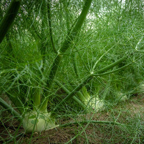 Gewürzkräuter - Gewöhnlicher Fenchel - Foeniculum vulgare