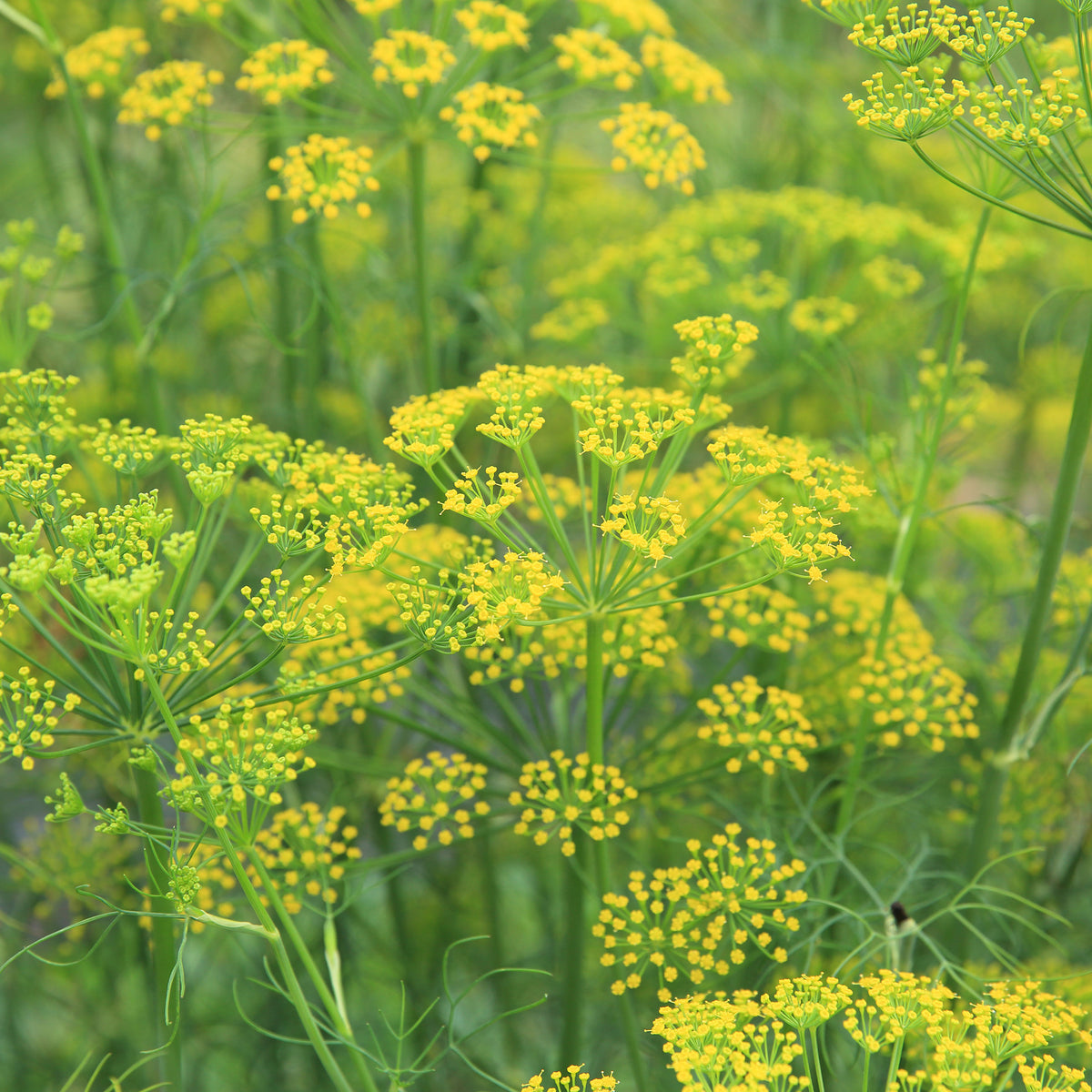 Verkauf Gewöhnlicher Fenchel