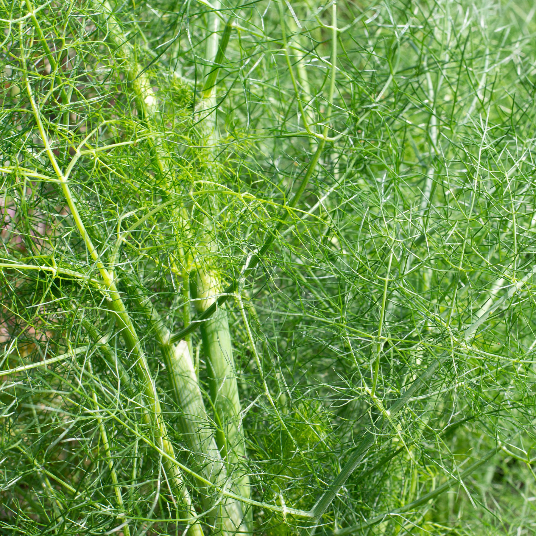 Foeniculum vulgare - Gewöhnlicher Fenchel - Gewürzkräuter
